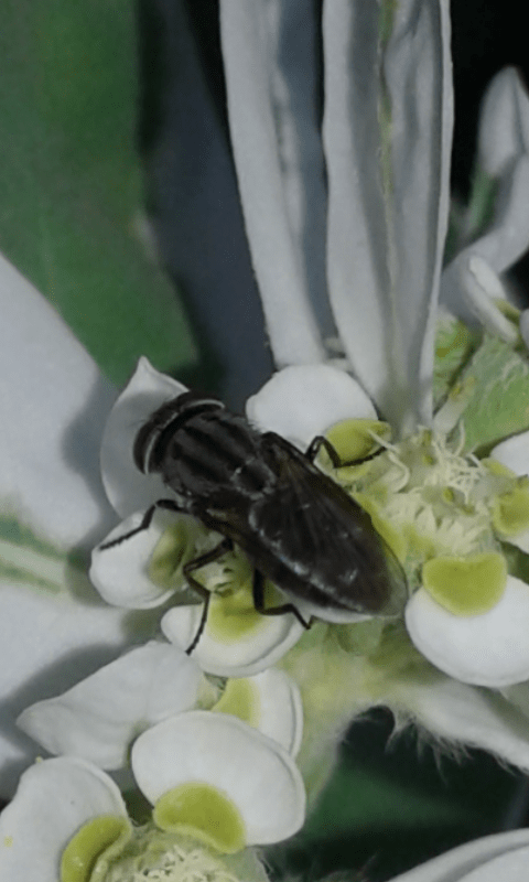 Rhiniidae : Stomorhina lunata?
